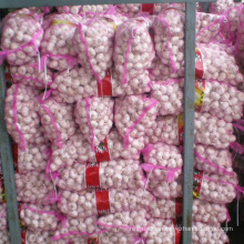 Export Chinese fresh garlic high quality garlic wholesale